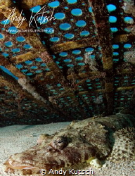 Croc fish in the red sea by Andy Kutsch 